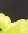 Hibiscus - Green Black