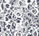 Print - Navy/White
