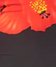 Hibiscus - Red/Black
